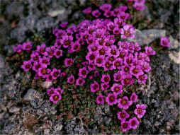 purple saxifrage
