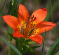 Saskatchewan flower