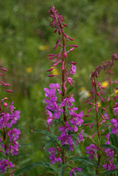 Yukon flower
