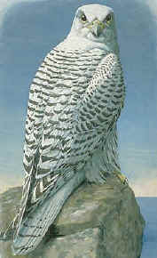 official bird of the Northwest Territories