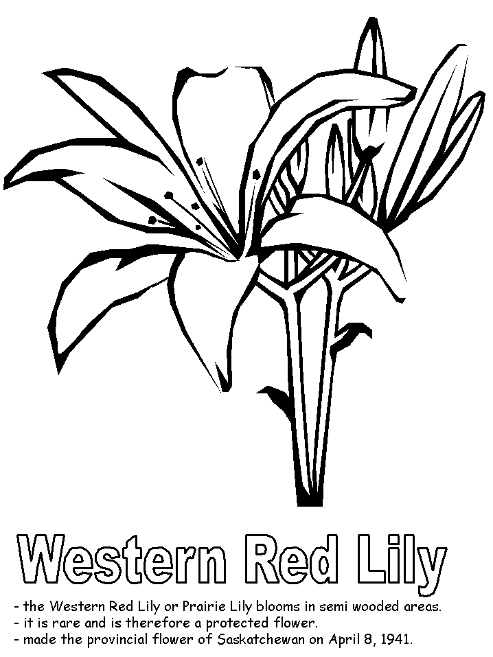 calla lillies coloring pages - photo #22