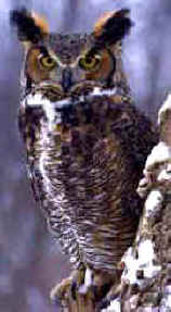 Alberta bird