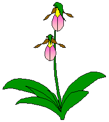 lady's slipper
