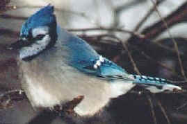 PEI bird