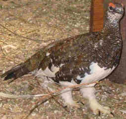 rock ptarmigan
