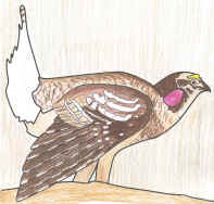 Saskatchewan bird