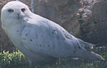 Quebec bird