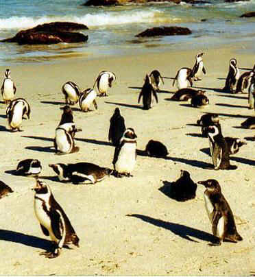 Magellanic penguins