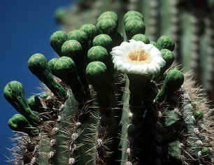 Saguaro Cactus