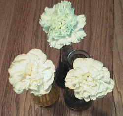 colored carnations