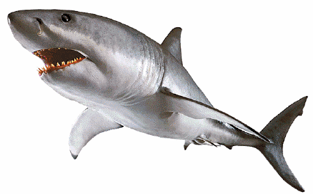 shark photos