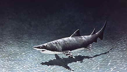 Sand tiger shark photo