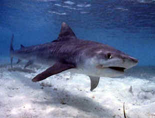 shark photo