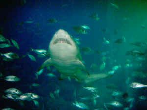 tiger shark