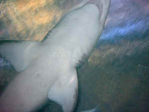 tiger shark