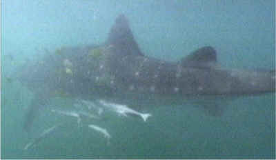 shark photos