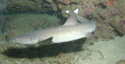 shark photos