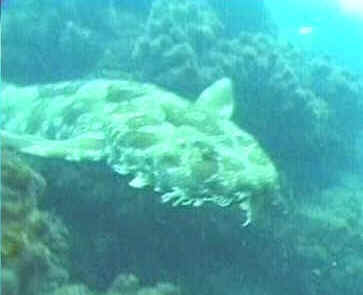 shark photos