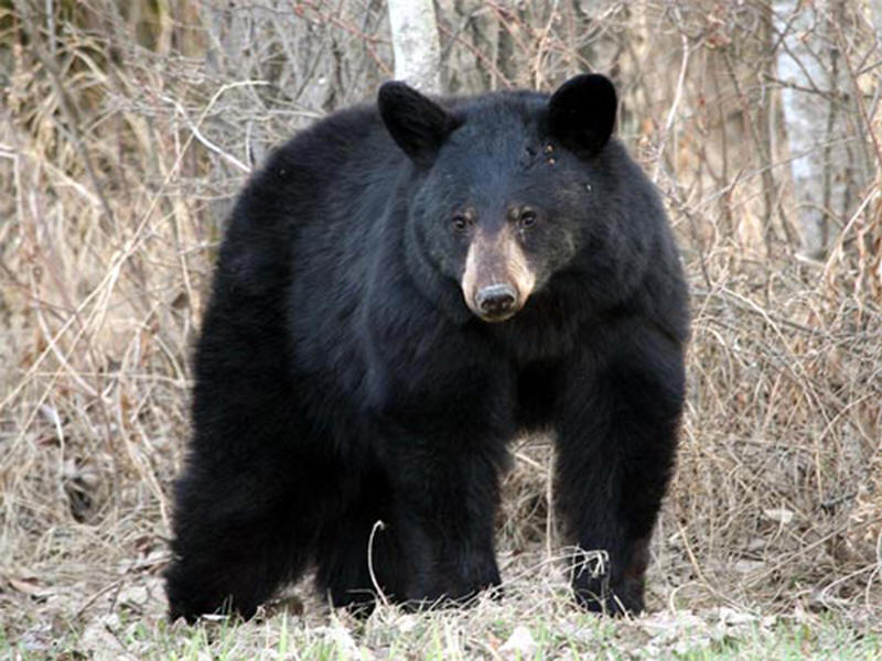 black bear in BC