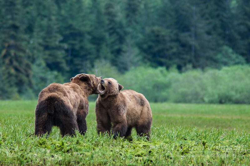 grizzlies at BC Bear Sanctuary