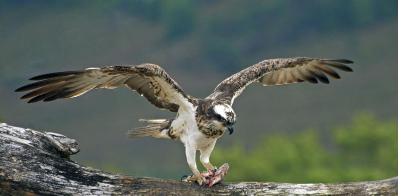 Osprey