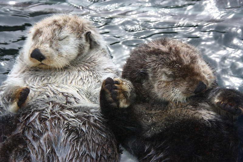 sea otters