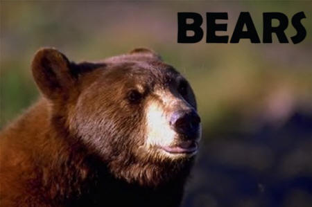Kidzone Bears Index Page