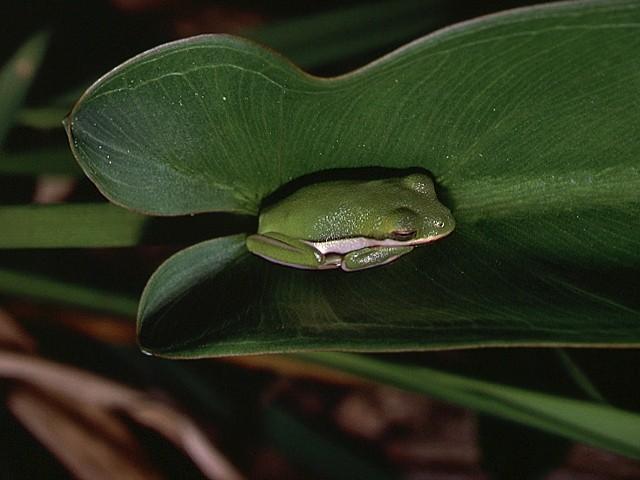 green treefrog