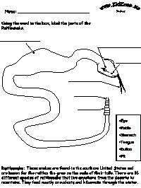 label the snake worksheet