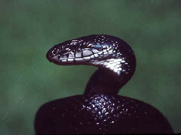 black king snake