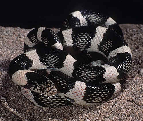 It is hard to believe that snakes have bones.