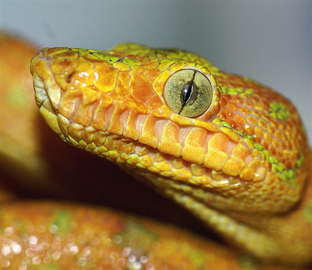 Snake Eyes