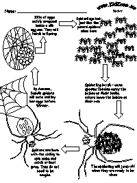 spider life cycle