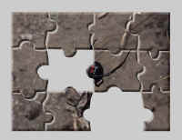 spider themed online jigsaw puzzles.
