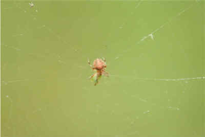 spider