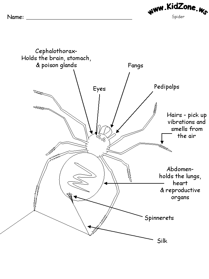 Spider Activities Label A Spider Easy 