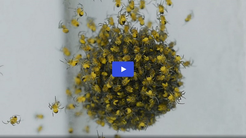 Spiderlings