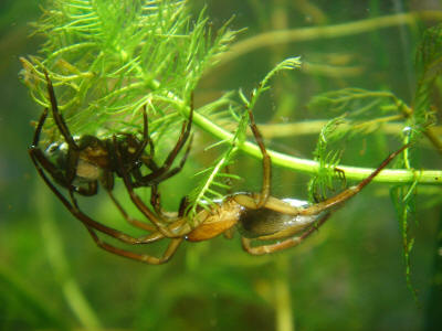 water spider - source wiki commons