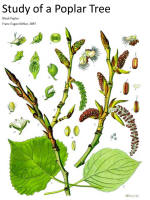 botanical print