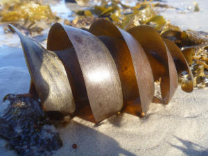 port jackson shark egg