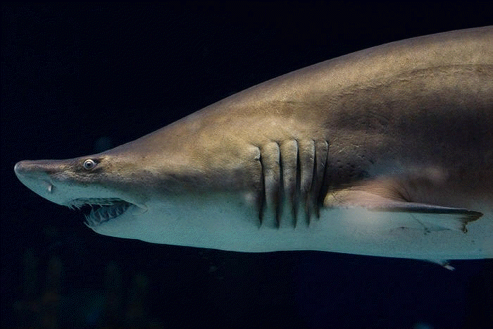 sandtiger shark - source wikimedia commons