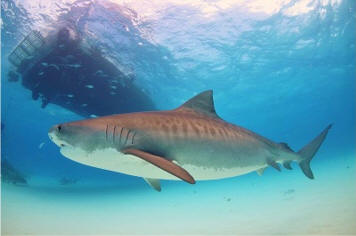 tiger shark photo by Albert Kok
