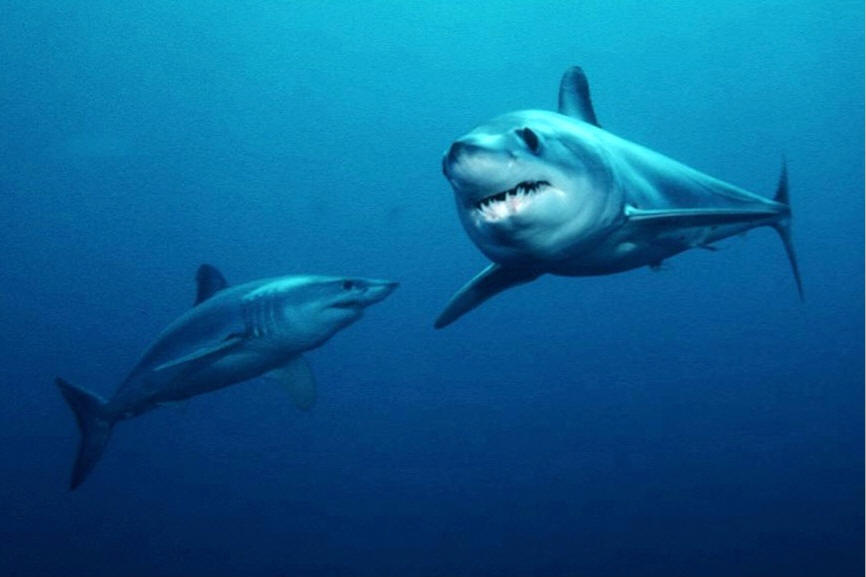 mako shark