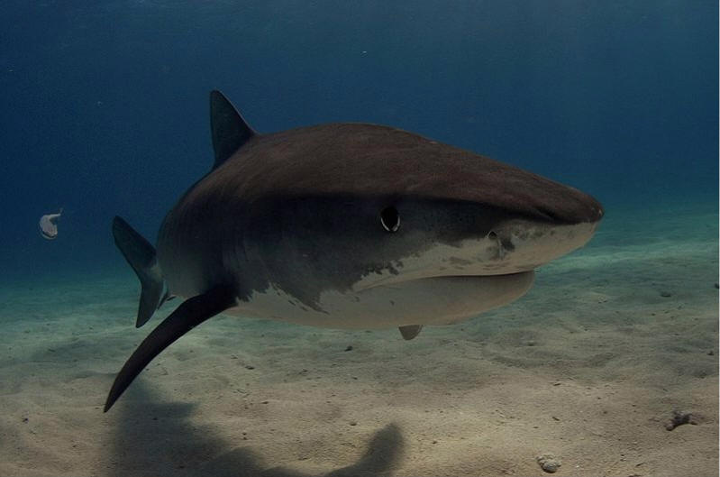 tiger shark photo by Albert Kok