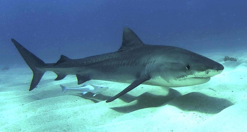 tiger shark
