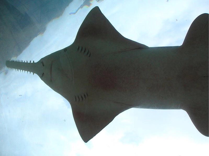 shark photo
