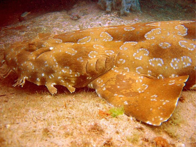 spotted wobbegong shark
