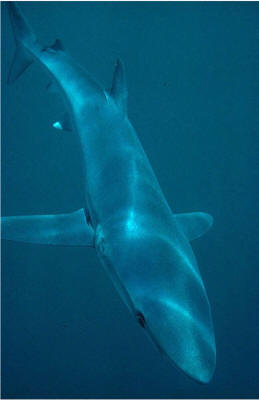 blue shark