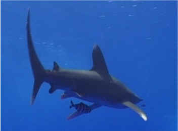 white tip reef shark