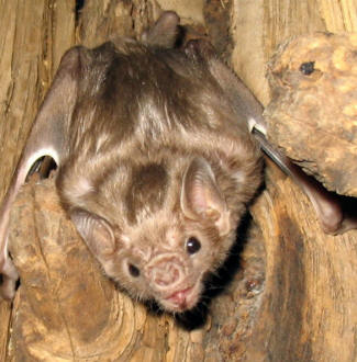 bat - source:  wiki commons